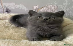 British Shorthair cats for sale: (READY NOW)EXCEPTIONAL PURE BREED BSH - Image 17