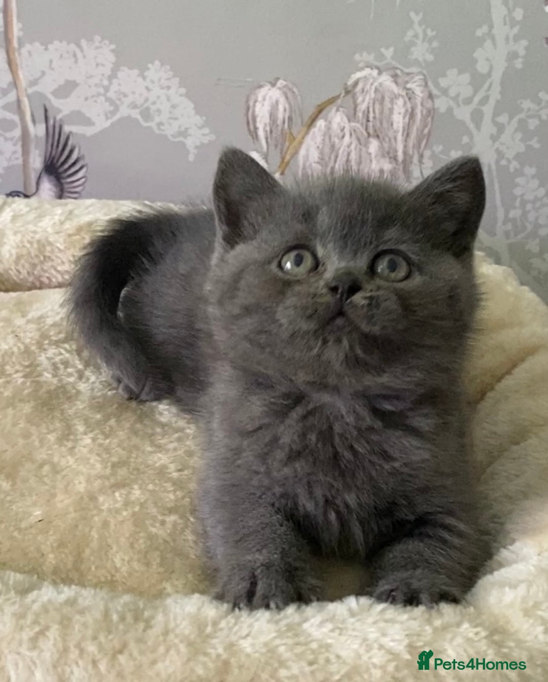 British Shorthair cats for sale: (READY NOW)EXCEPTIONAL PURE BREED BSH - Image 17