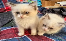 Ragdoll cats for sale:  ragdoll kittens parents gccf registered  - Image 22
