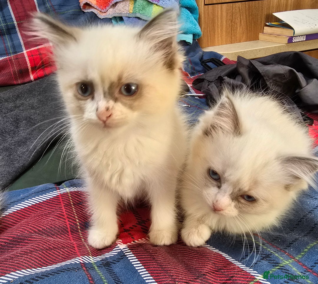 Ragdoll cats for sale:  ragdoll kittens parents gccf registered  - Image 22