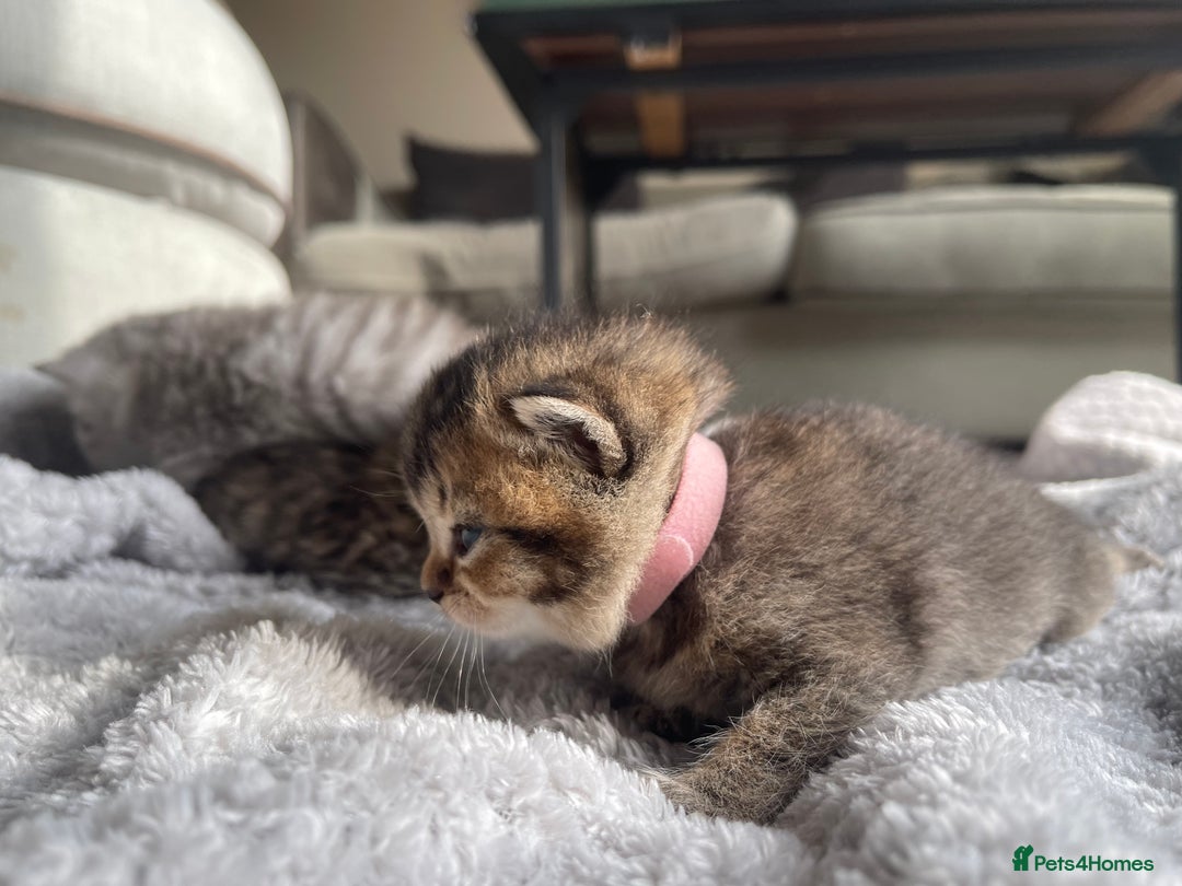 Scottish Fold cats for sale: Scottish fold kittens - Image 10