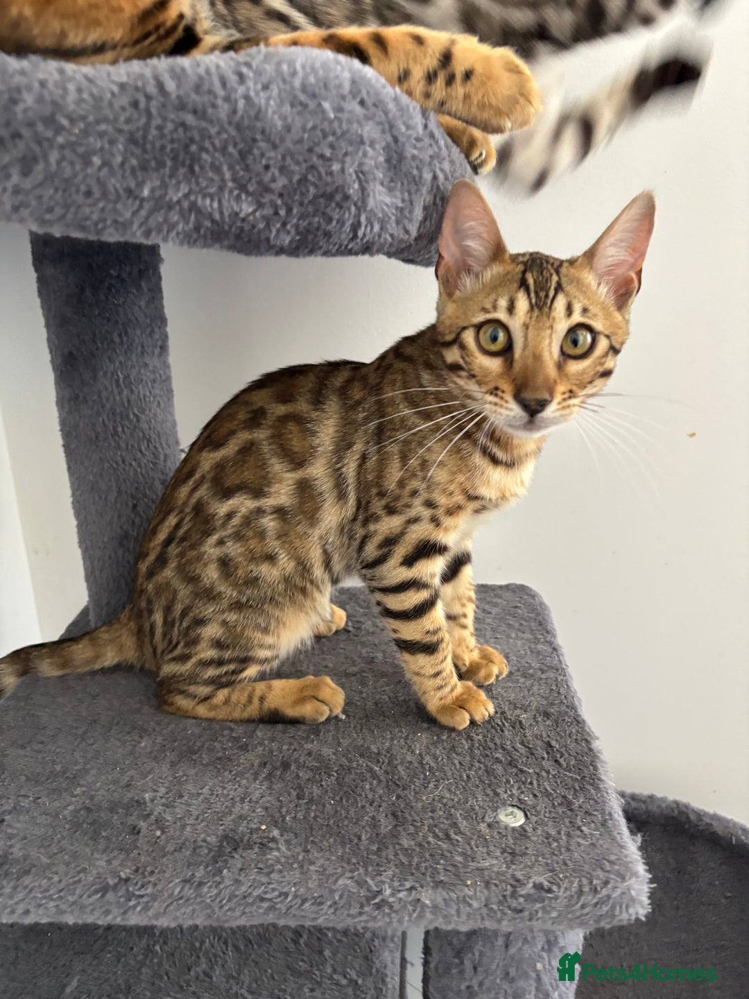 Bengal cats for sale: Stunning TICA registered bengal kittens  in Huntly - Image 7