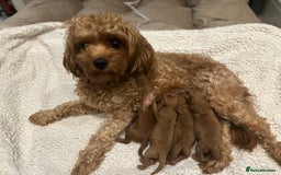 Cavapoo dogs for sale: Red Toy cavapoos  - Image 5