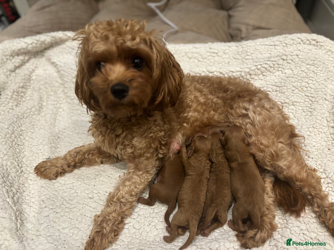 Cavapoo dogs for sale: Red Toy cavapoos  - Image 5