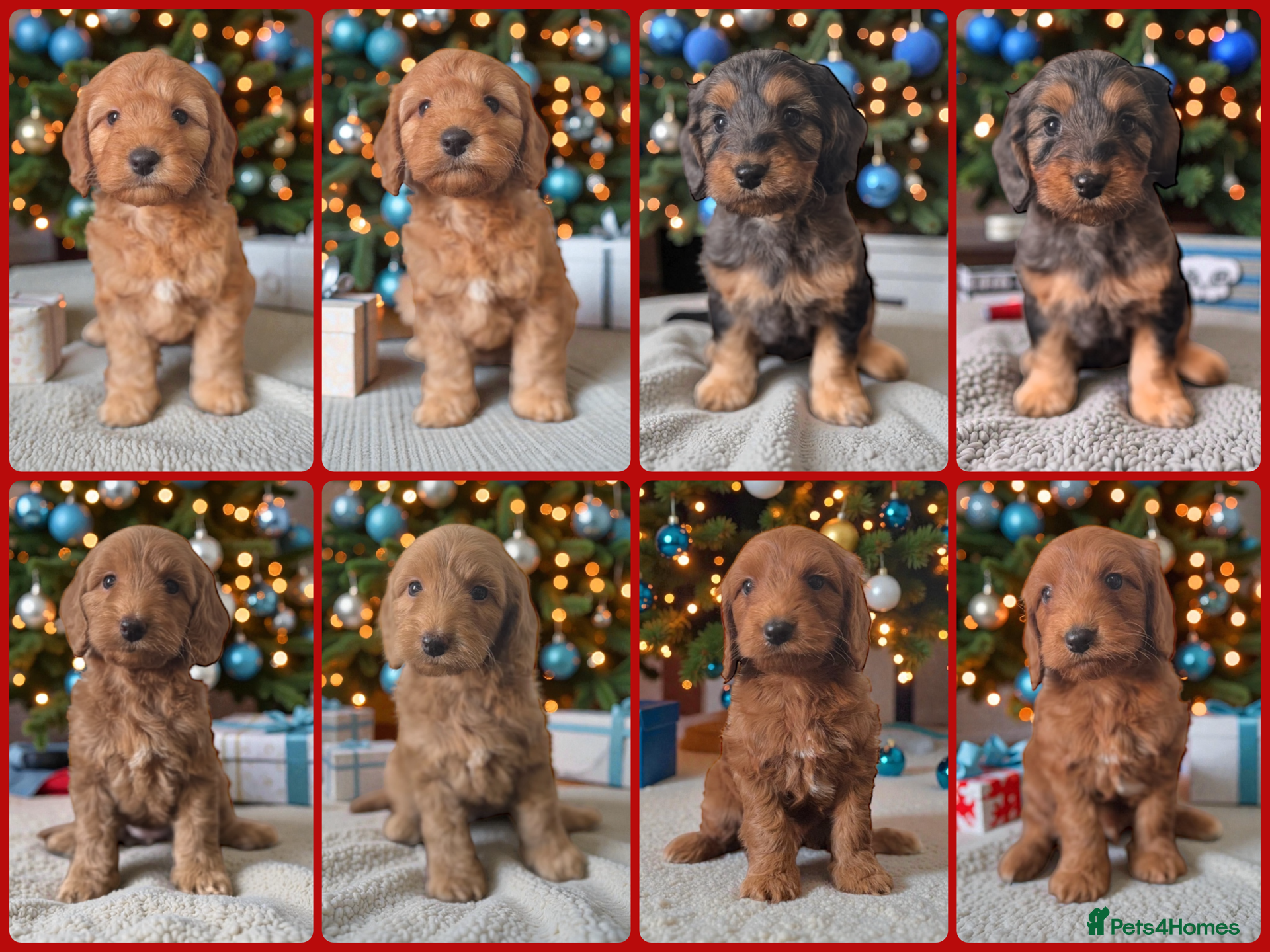 Cockapoo dogs 🐶THE MOST PERFECT SHOW SPANIELS and F1 COCKAPOOS - Advert 5