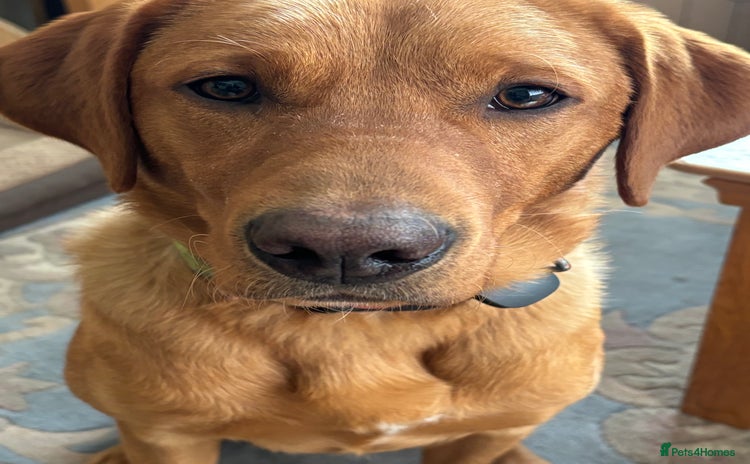 Labrador Retriever dogs - Advert 14