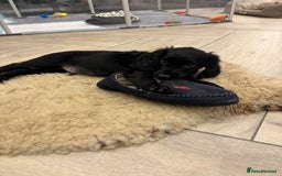 Cocker Spaniel dogs for sale: KC registered cocker spaniels - Image 14
