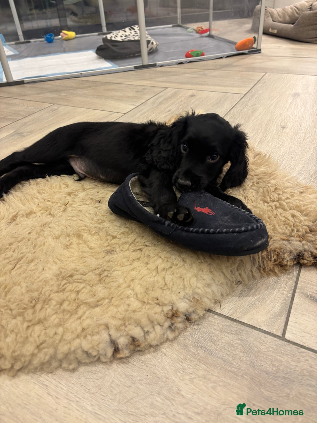 Cocker Spaniel dogs for sale: KC registered cocker spaniels - Image 14