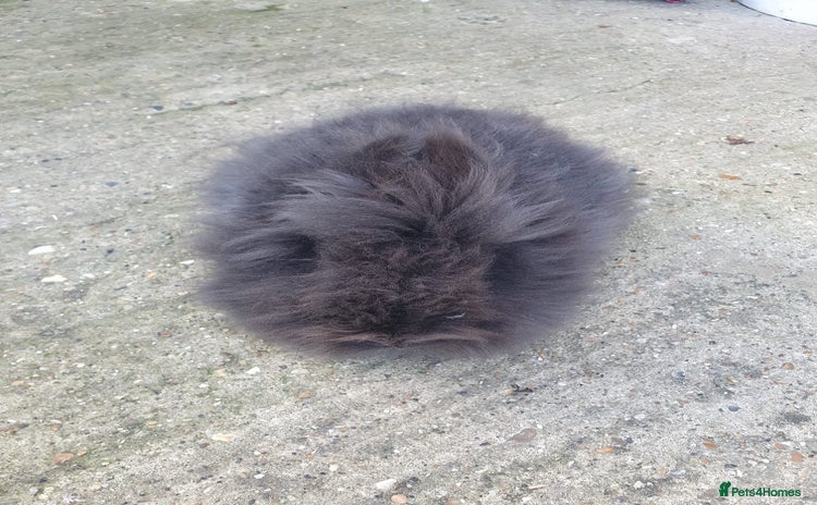 Lionhead rabbits - Advert 2