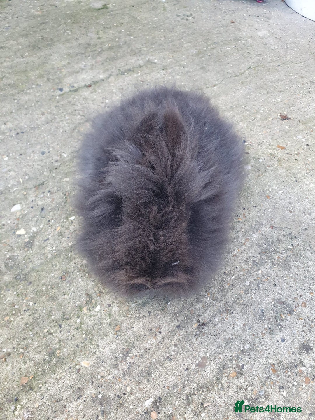 Lionhead rabbits for sale: Doublemane Lionhead - Image 1
