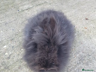 Lionhead rabbits - Advert 2