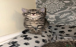 Mixed Breed cats for sale: 4 beautiful kittens  - Image 14