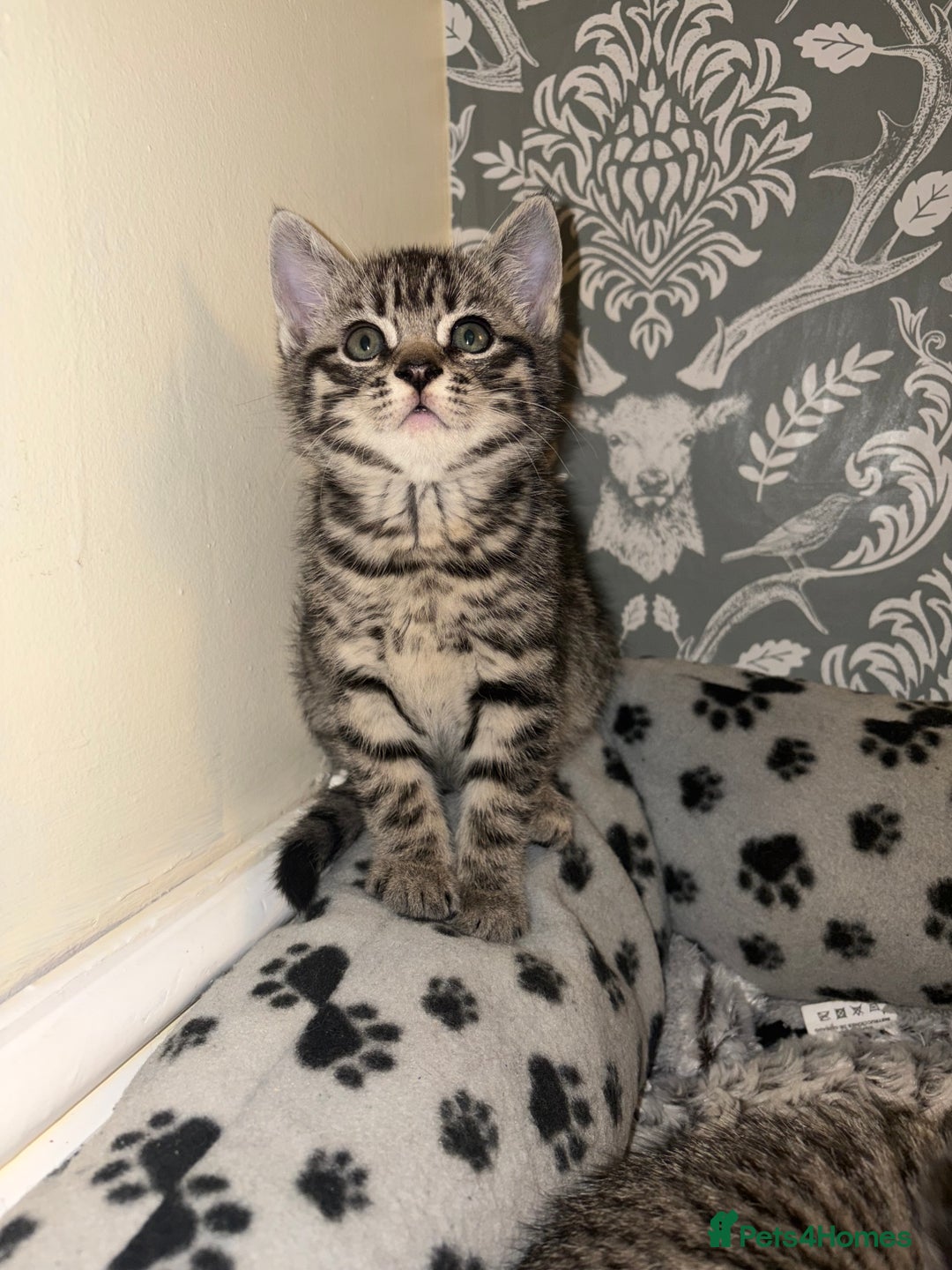Mixed Breed cats for sale: 4 beautiful kittens  - Image 14