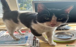 Mixed Breed cats for adoption: 3 year old rescue cat waiting for his 2nd chance - Image 1
