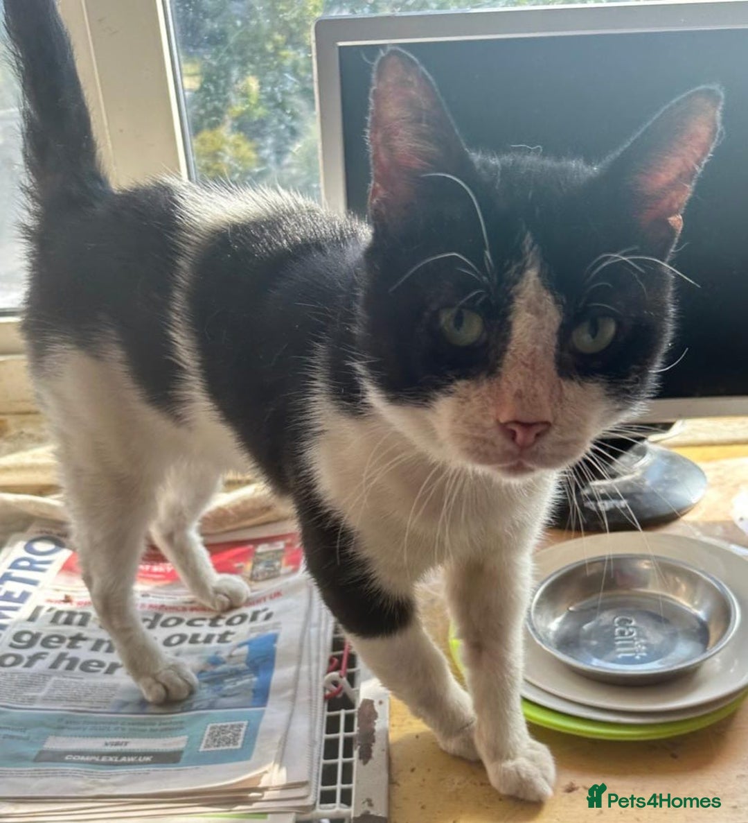 Mixed Breed cats for adoption: 3 year old rescue cat waiting for his 2nd chance - Image 1