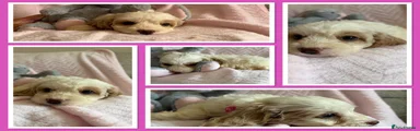 Cavapoo 9