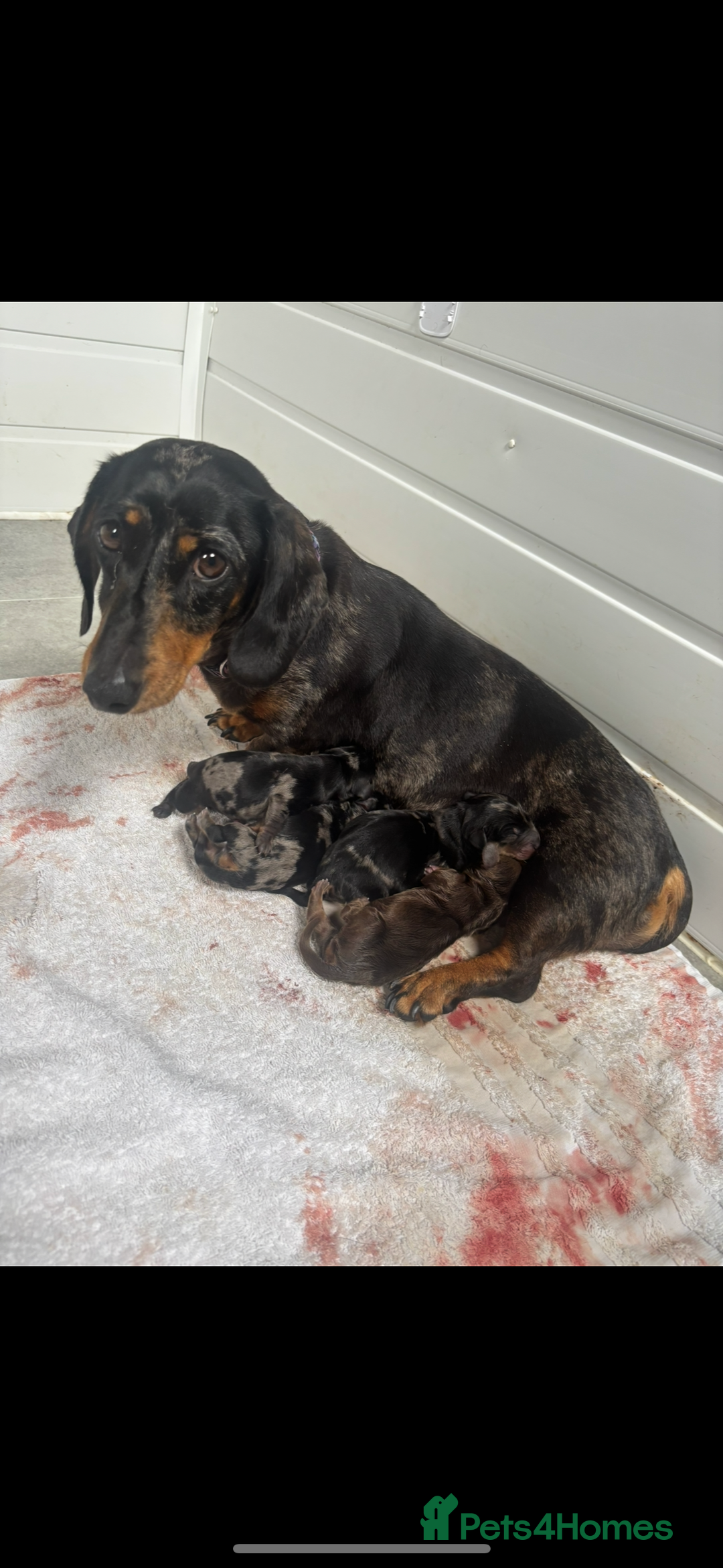 Miniature Dachshund dogs for sale: Beautiful miniature dachshund puppies - Image 6