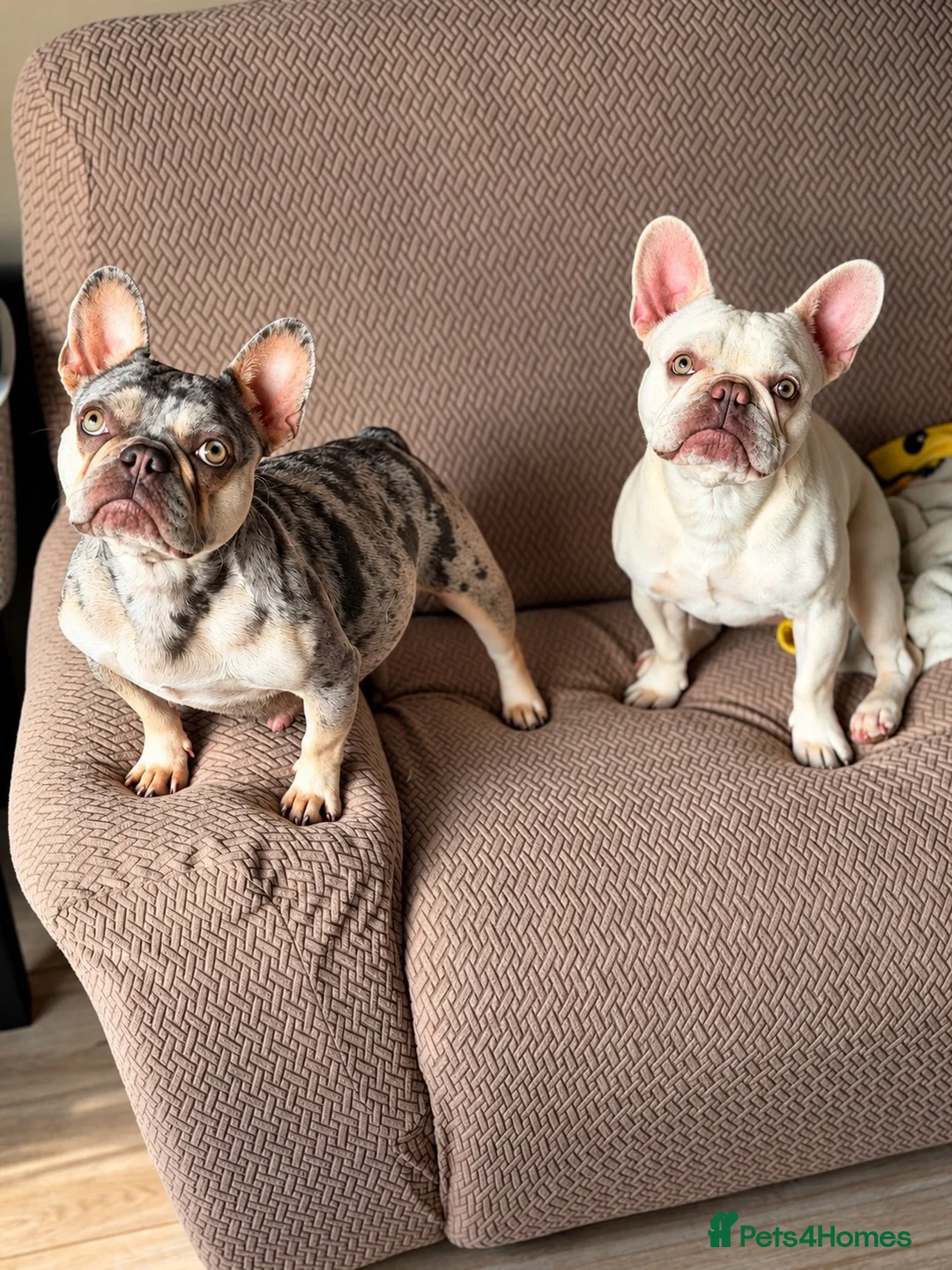French Bulldog dogs for sale: 2 pink platinum frenchie girls  - Advert 2