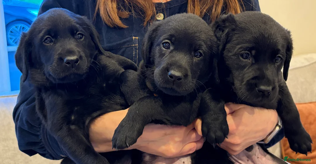 Labrador Retriever dogs for sale: Pedigree KC Registered Black Labrador Pups  - Advert 5