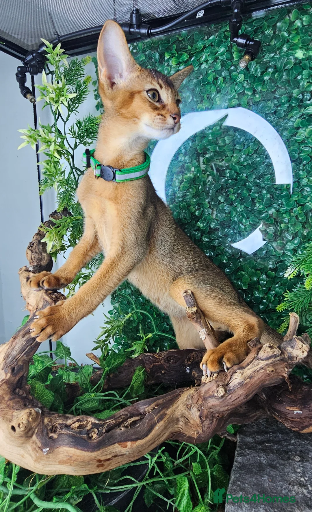 Abyssinian cats for sale: Abyssinian CHAMPION🏆 kittens🐱 - Advert 1