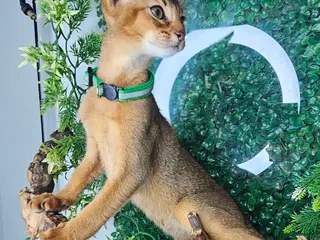 Abyssinian cats Abyssinian CHAMPION🏆 kittens🐱 - Advert 5
