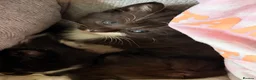 Ragdoll cats for sale: Ragdoll x Domestic Tortoiseshell Shorthair Kittens - Advert 7