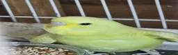 Budgerigars birds for sale: Stunning budgies - Advert 3