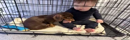 Miniature Dachshund dogs for sale: Beautiful Chocolate and Tan Miniature Dachshund  - Advert 13