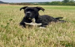 Mixed Breed dogs for sale: Beautiful Italian Mastiff/Italian shepherd  - Image 3