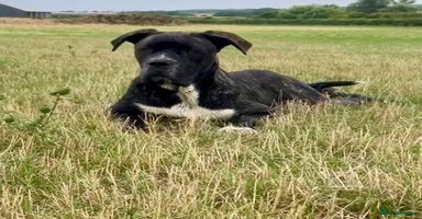 Mixed Breed dogs - Advert 5