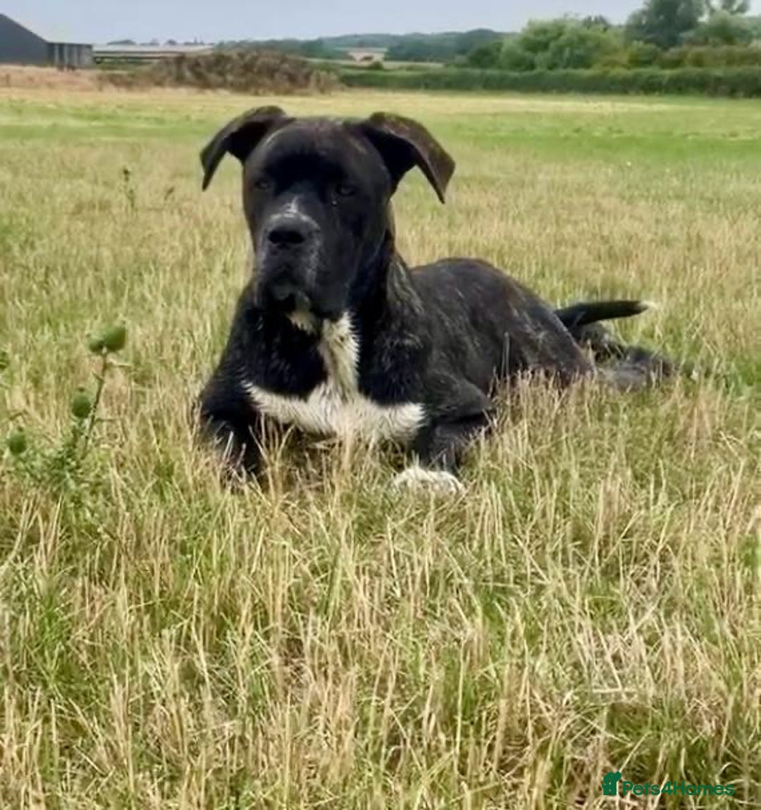 Mixed Breed dogs for sale: Beautiful Italian Mastiff/Italian shepherd  - Image 3