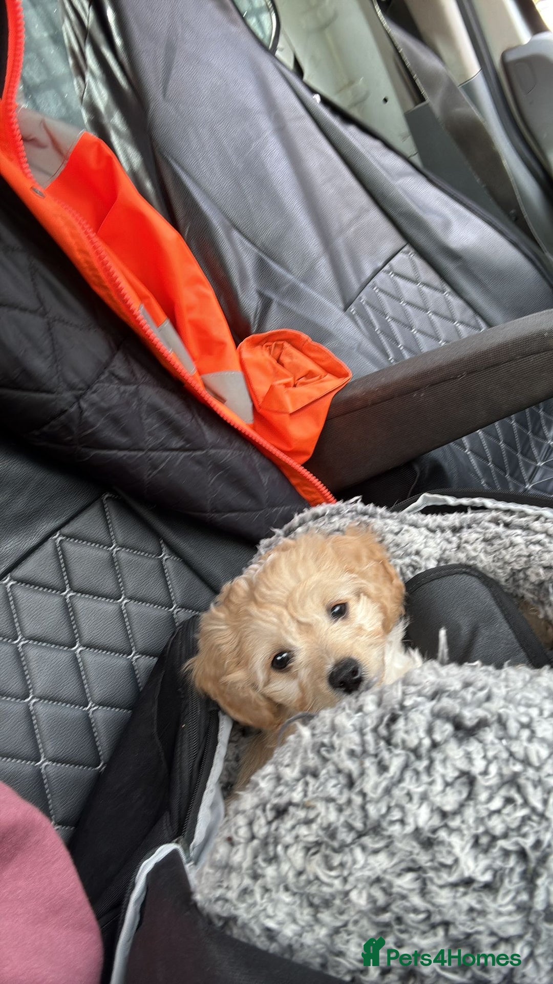 Mixed Breed dogs for sale: Shichon cross dachshund - Image 23
