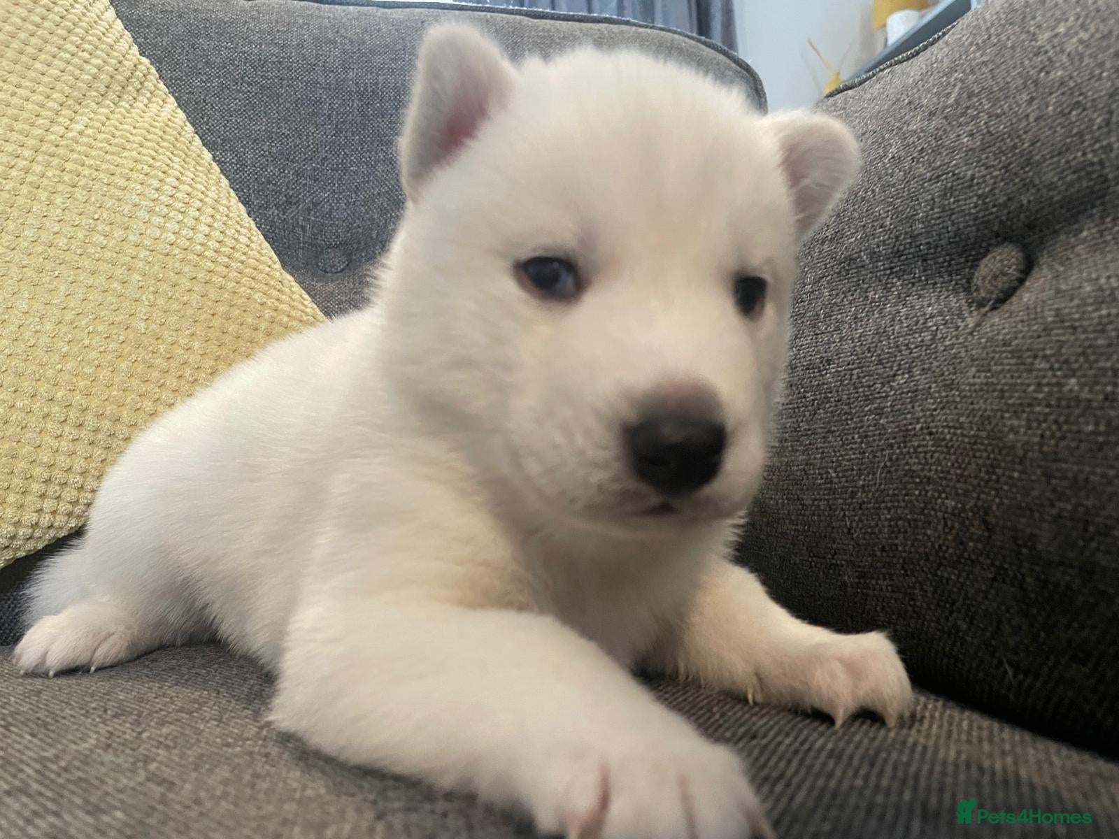 Siberian Husky dogs Siberian husky puppies  - Advert 13