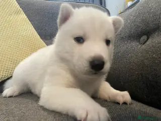 Siberian Husky dogs Siberian husky puppies - Advert 13