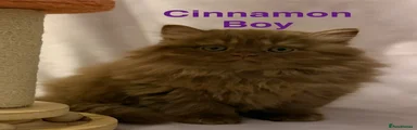 Cinnamon Boy