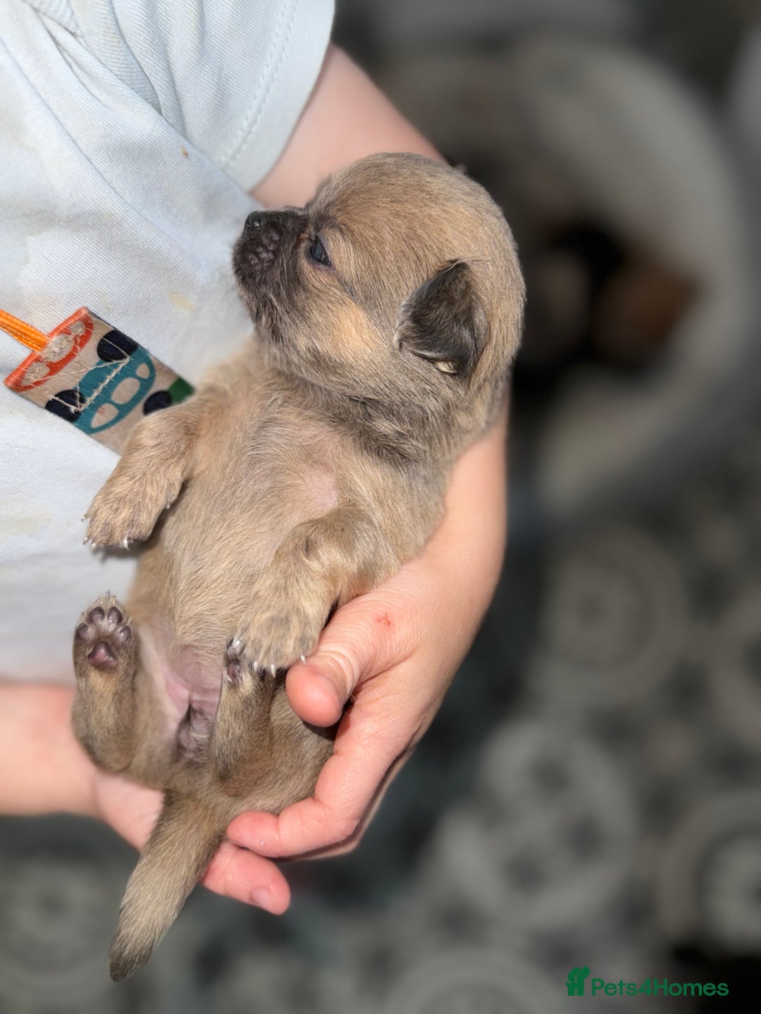 Chug dogs for sale: 6 beautiful chug puppies for sale ❤️ - Image 6