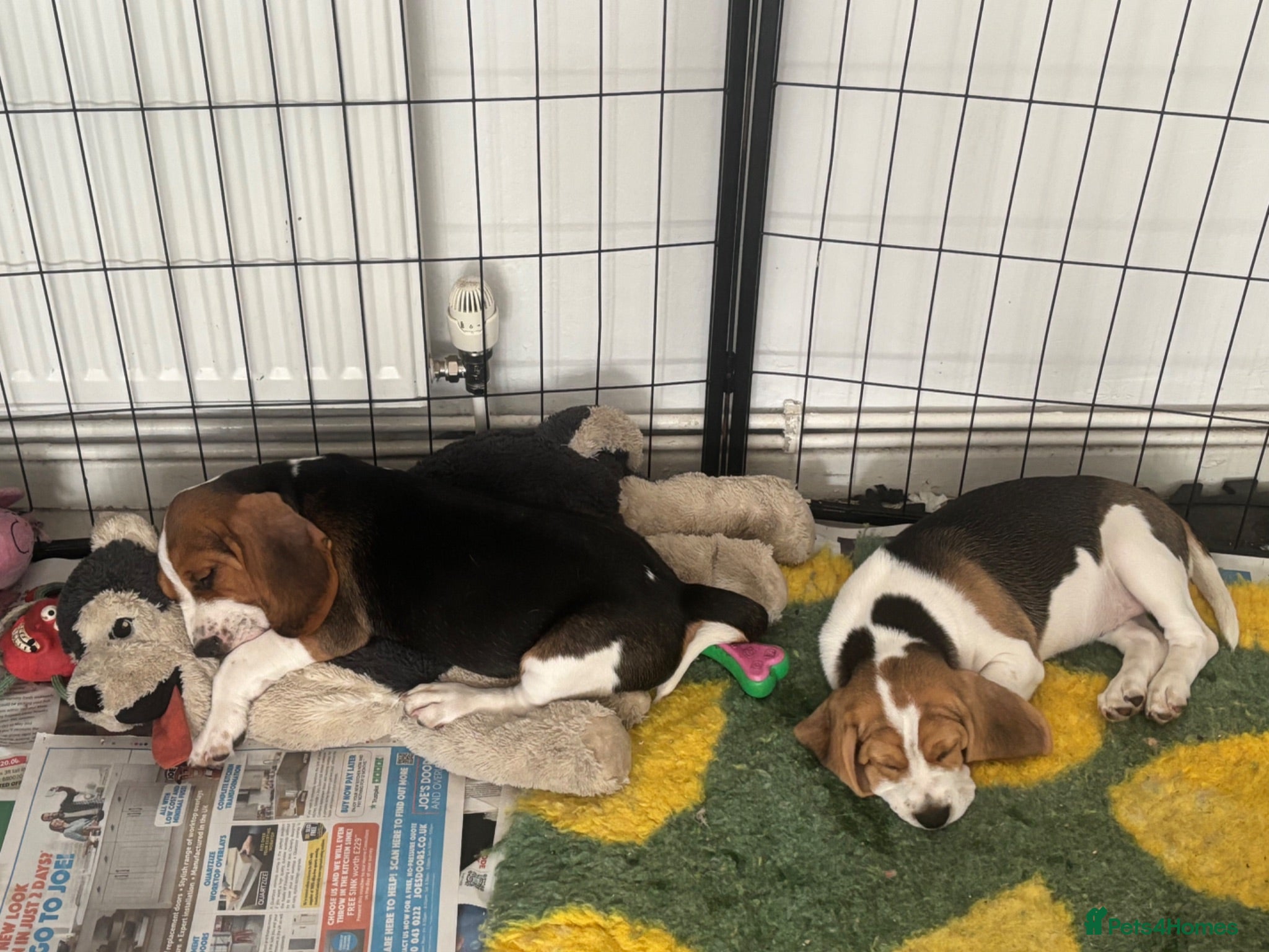 Beagle dogs Beautiful Beagles(ready now) - Advert 1