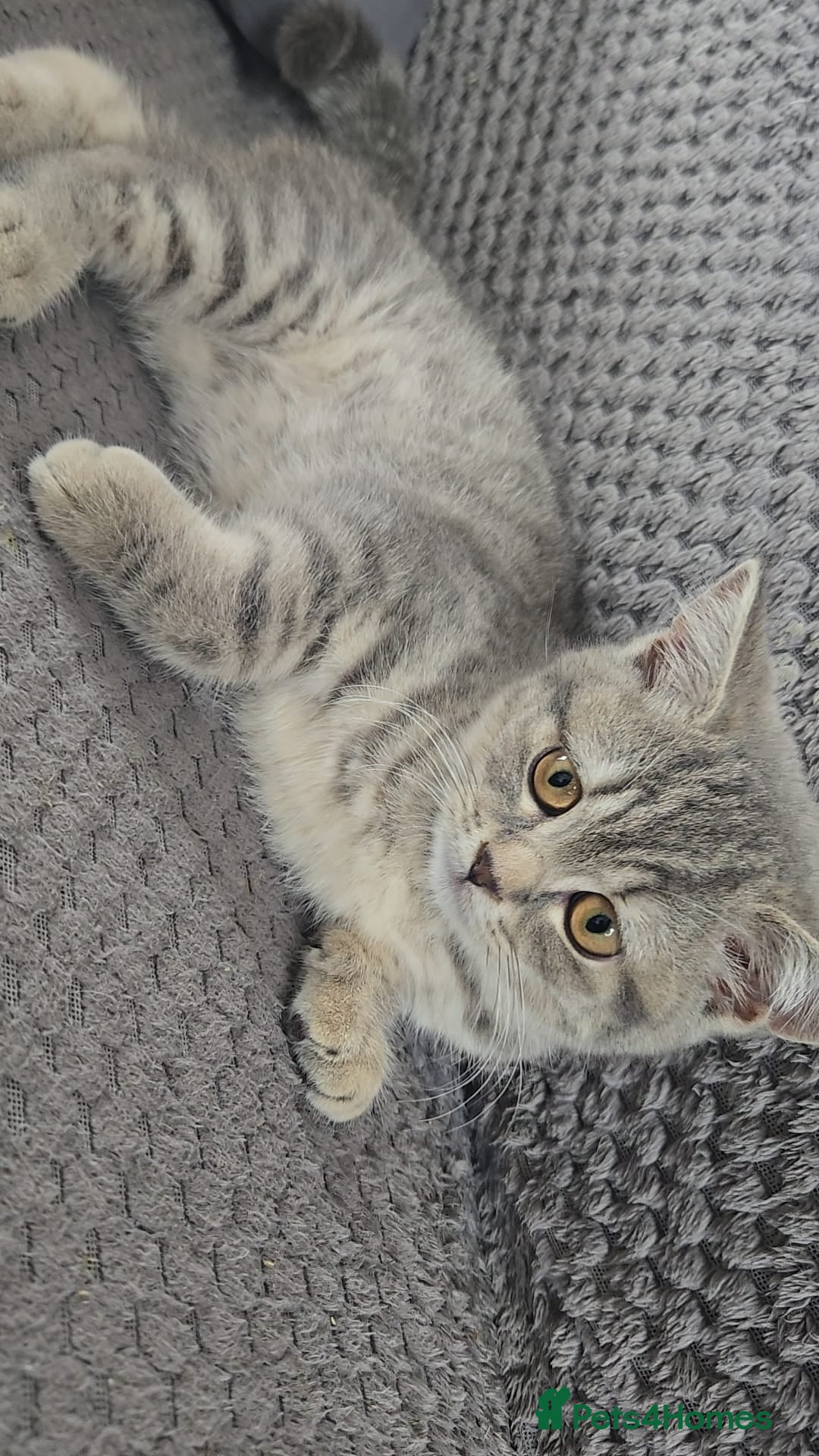 British Shorthair cats Adorable Bristh ShortHair kittens last female left - Advert 12