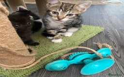 Mixed Breed cats for sale: Kitties - Image 2