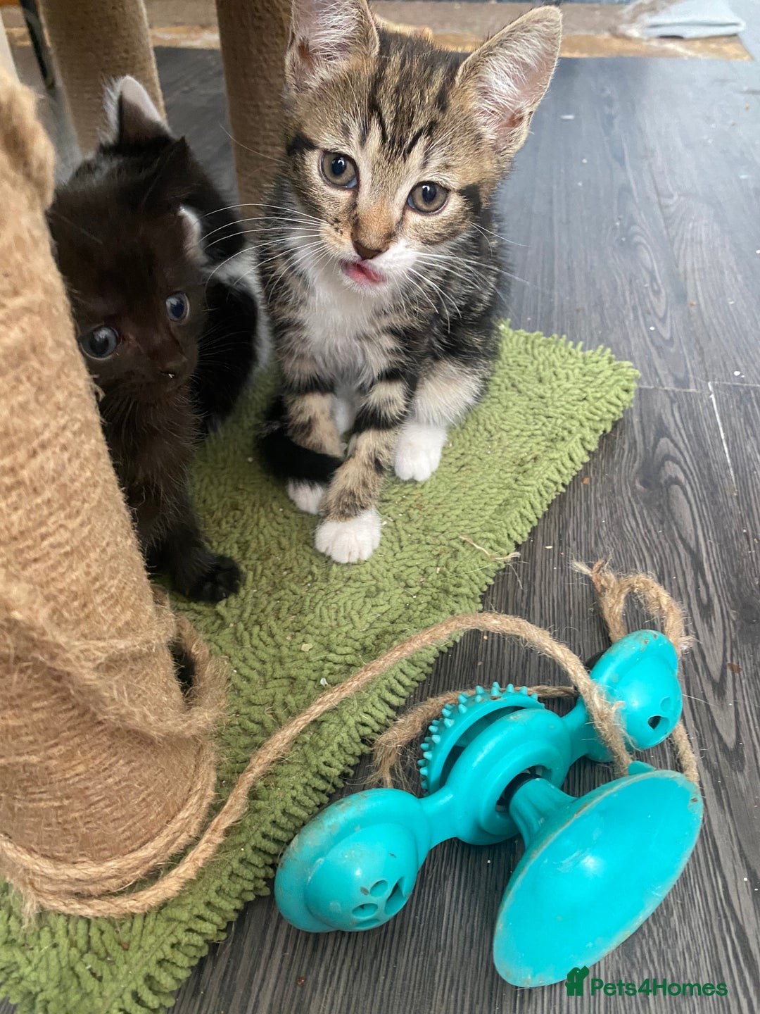 Mixed Breed cats for sale: Kitties - Image 2