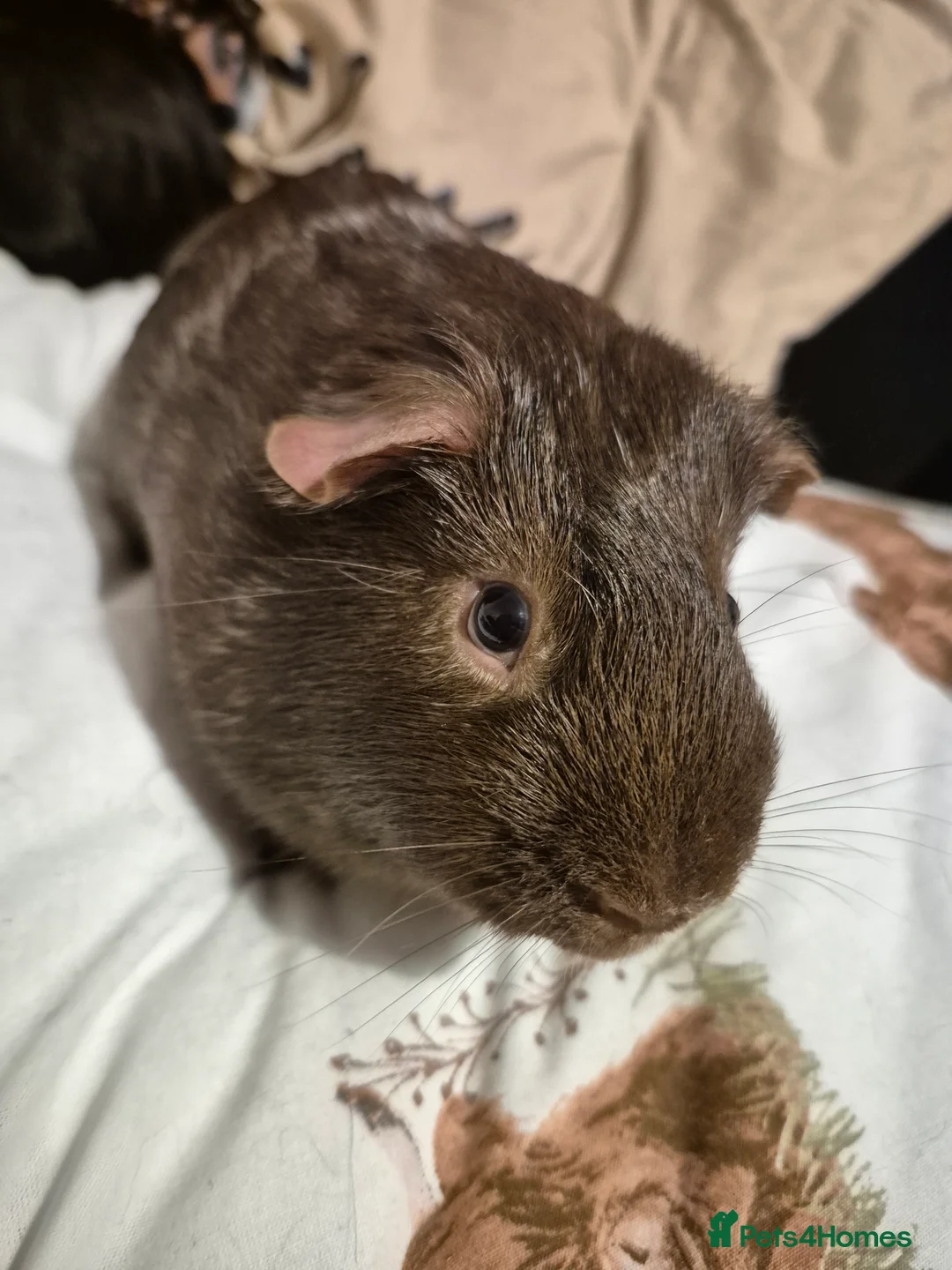 Guinea Pig rodents for sale: We need a loving home - Advert 6