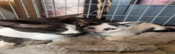 Oriental cats for sale: For sale - Advert 4