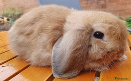Mini Lop rabbits for sale: Friendly baby rabbits available to loving homes - Image 11