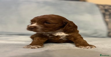 Cockapoo dogs - Advert 6