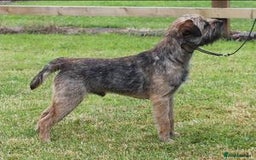 Border Terrier dogs for sale: Amazing female available  - Image 7