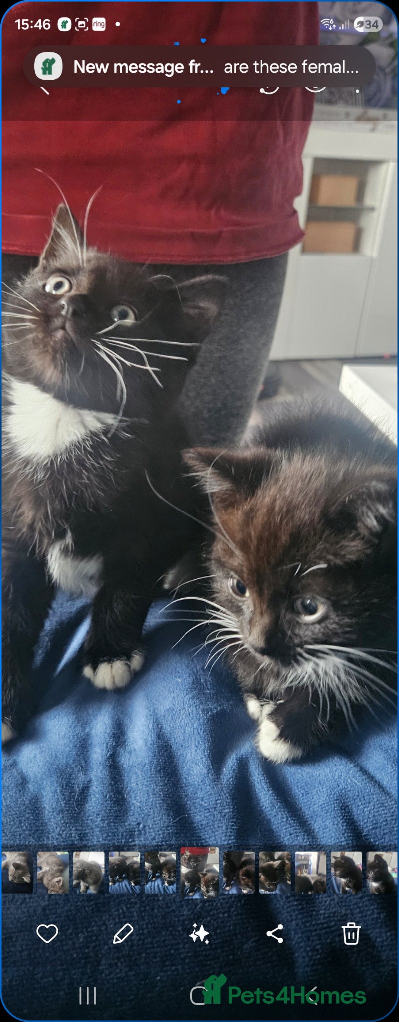 Ragdoll cats Ragdoll x kittens  - Advert 7