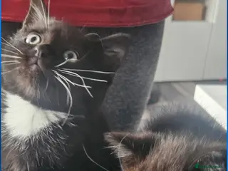 Ragdoll cats Ragdoll x kittens - Advert 7