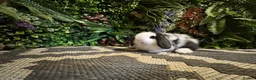 Mini Lop rabbits for sale: 🐰Pure breed mini lops ready to go 🐰 - Advert 18