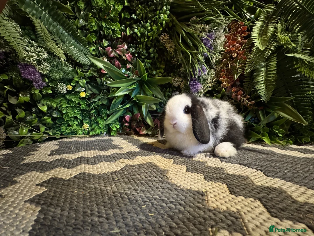 Mini Lop rabbits for sale: 🐰Pure breed mini lops ready to go 🐰 - Advert 18