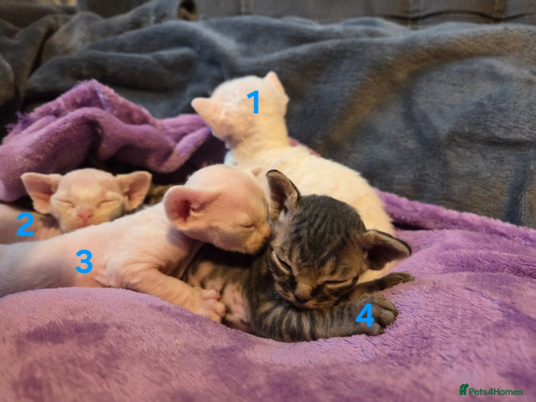 Devon Rex cats for sale: ✨ Beautiful Devon Rex Kittens – GCCF Registered ✨ - Advert 4